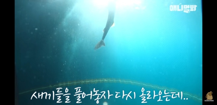 횟집에서 새끼 출산하는 상어 | 인스티즈