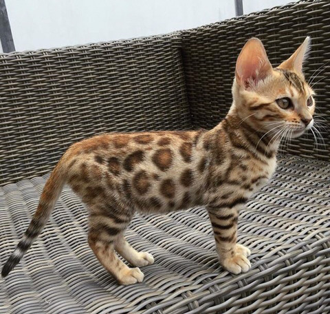 뱅갈 냥이🐱 | 인스티즈