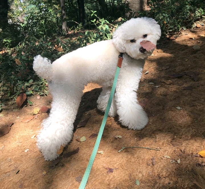 슬리피가 키우는 반려견 퓨리.jpg | 인스티즈